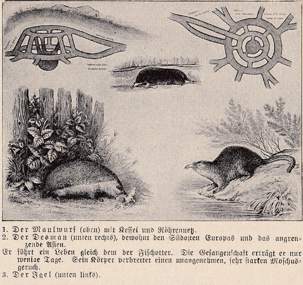 Maulwurf - Abbildung aus einem Realienbuch von 1912