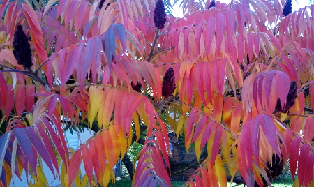 Herbstlaub - Essigbaum