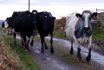 Kühe auf der Straße, Irland