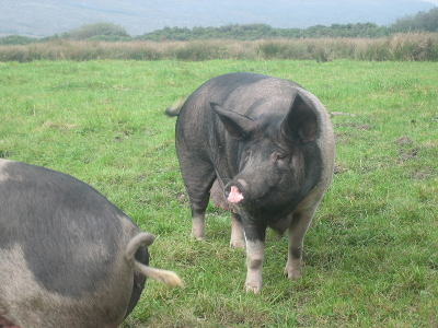 Schweine der Gubbeen Farm auf der Weide