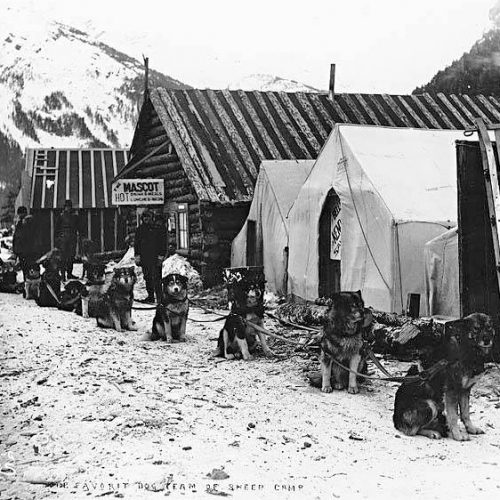 Sheep Camp Dog Team, 1898
