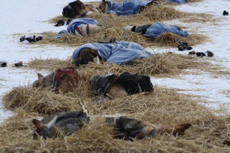Schlafende Huskies beim Yukon Quest