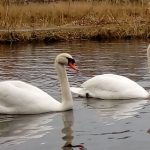 wild_swans