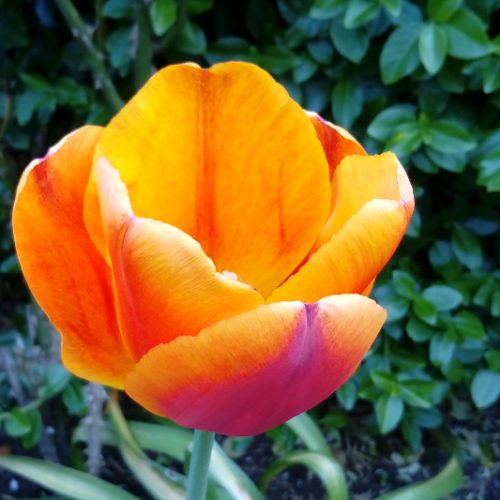tulpe_orange_gelb_xl