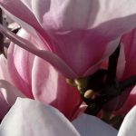 magnolie_ausschnitt_s